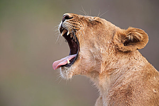 雌狮,狮子,幼兽,叫,津巴布韦,非洲