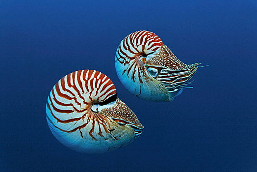 珠,鹦鹉螺,两个,深海,帕劳,密克罗尼西亚,大洋洲