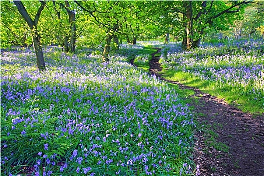 野风信子,树林,春天,英国