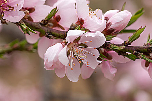 桃花,桃树,桃枝