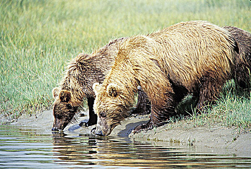 侧面,两个,熊,饮用水,水塘