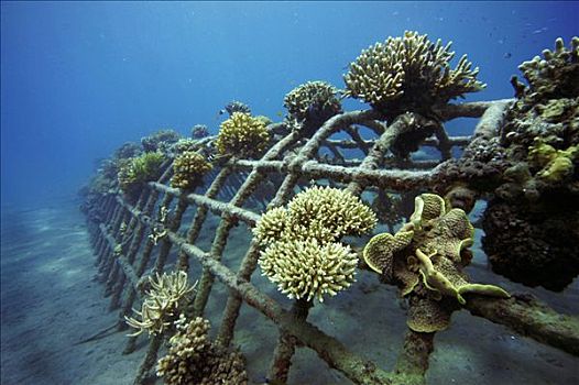 珊瑚,饲养,印度尼西亚