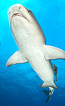 灰三齿鲨,湾,巴布亚新几内亚