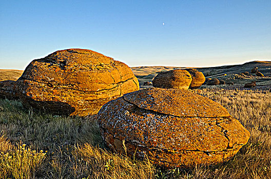大,砂岩,红岩,自然,区域,艾伯塔省,加拿大