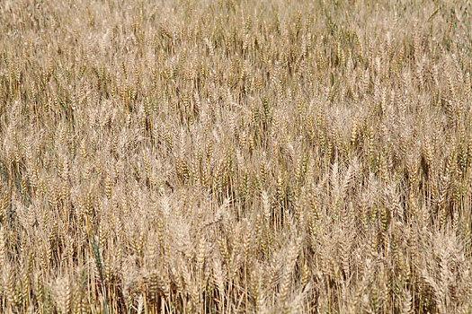 新疆巴里坤,高产优质小麦成熟,金黄遍地