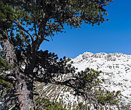 厄茨泰,阿尔卑斯山,冬天,冰,雪,靠近,提洛尔,高海拔,站立,瑞士,松树,攀升,一个,著名,顶峰,奥地利,背景