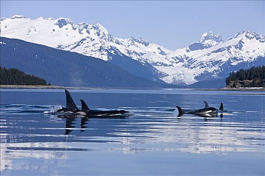 逆戟鲸,表面,运河,靠近,冰河,阿拉斯加