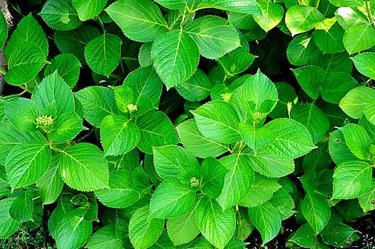 八仙花植株