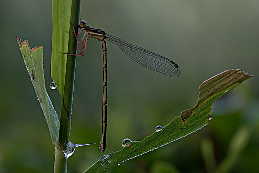 蜻蜓026