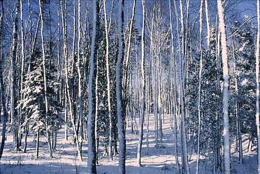 雪,树上,树干,新布兰斯维克,加拿大