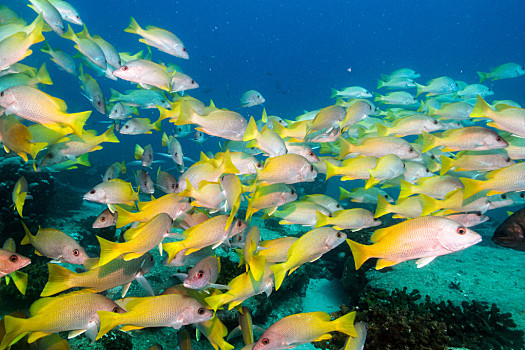 鱼群,咕噜声,鲷鱼,科特兹海,鱼,国家,下加利福尼亚州