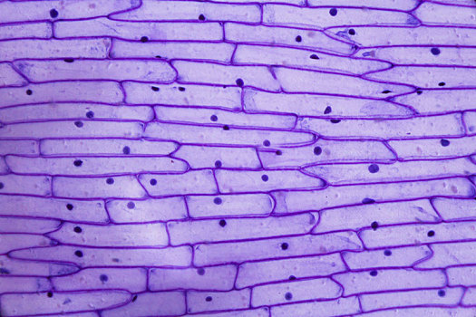 紫色,洋葱,外皮,显微镜