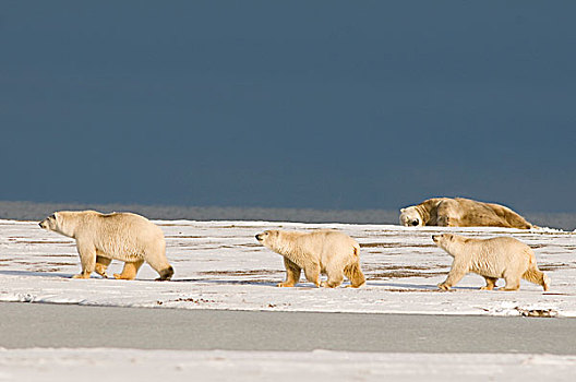 美国,阿拉斯加,北方,斜坡,区域,北极圈,国家野生动植物保护区,北极熊,母熊,幼兽,走,积雪,海滩,公猪,背景