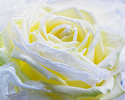 白霜,白色蔷薇,特写