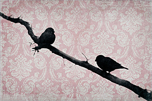 鸟,枝头,墙纸,背景