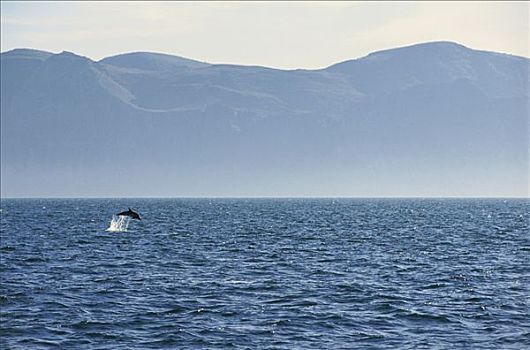 真海豚,海豚,跳跃,加利福尼亚湾,墨西哥