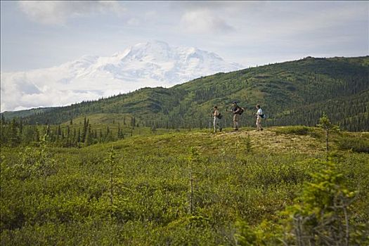 远足者,苔原,风景,山,麦金利山,远景,德纳里峰国家公园,阿拉斯加,夏天