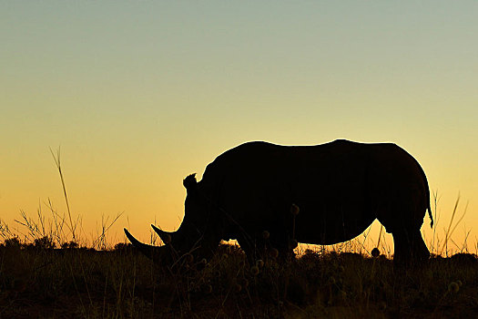白犀牛,剪影,日落,区域,纳米比亚,非洲