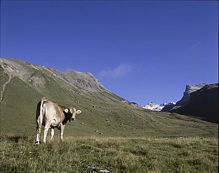 母牛,恩加丁,瑞士