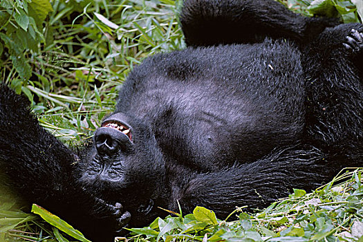 乌干达,国家公园,成年,雄性,山地大猩猩,大猩猩,休息,背影,高草