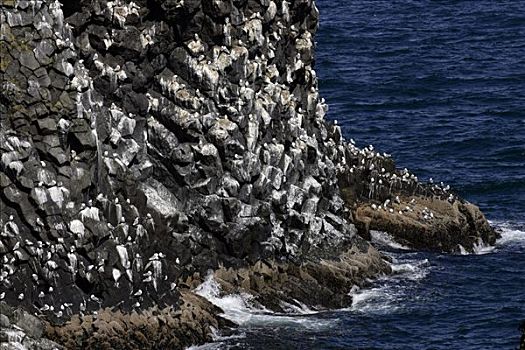 玄武岩,石头,三趾鸥,火山,海岸,冰岛,斯奈山半岛,欧洲