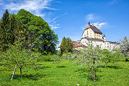 城堡,苹果,树,草地,奥地利