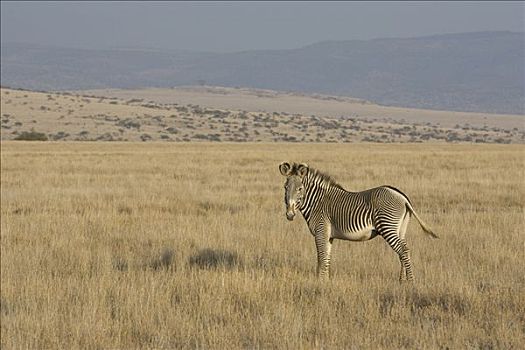 细纹斑马,热带草原,风景,肯尼亚