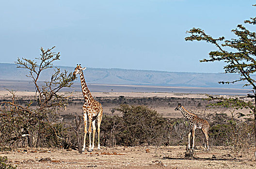 马赛长颈鹿,长颈鹿,马赛马拉,肯尼亚