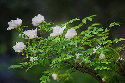 洛阳牡丹