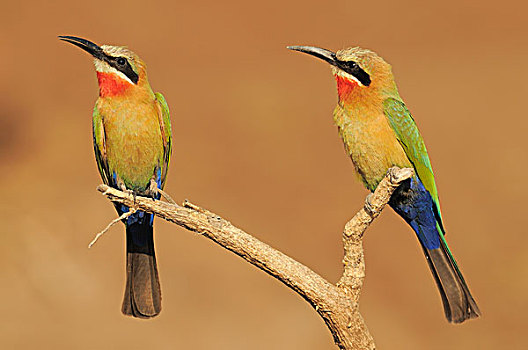 食蜂鸟,两个,成年人,栖息,枝头,乔贝国家公园,博茨瓦纳,非洲