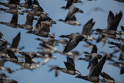 鹅,黑雁,鸟群,飞,向上,特塞尔,北荷兰,荷兰