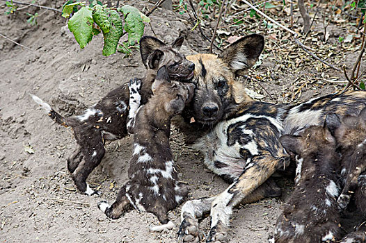 非洲野狗,非洲野犬属,母亲,玩耍,星期,老,幼仔,北方,博茨瓦纳