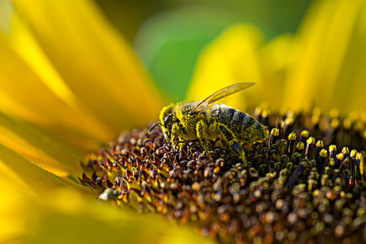 欧洲,蜜蜂,向日葵