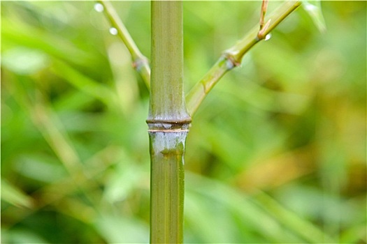 植物,茎,户外