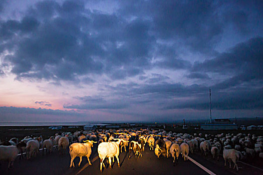 羊群横穿青藏公路