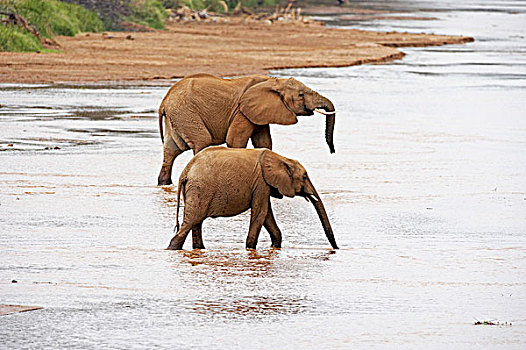 非洲象,成年,河,公园,肯尼亚