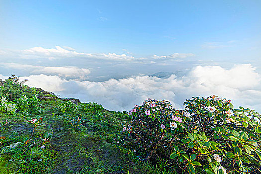 云海杜鹃