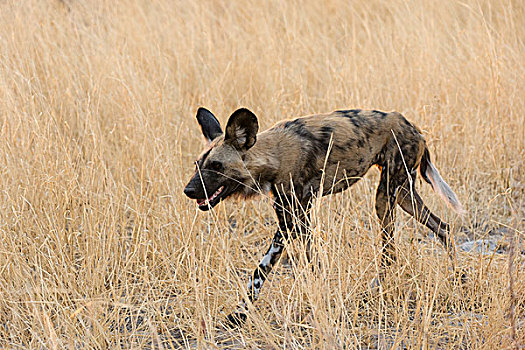 非洲野狗,非洲野犬属,走,萨维提,乔贝国家公园,博茨瓦纳,非洲