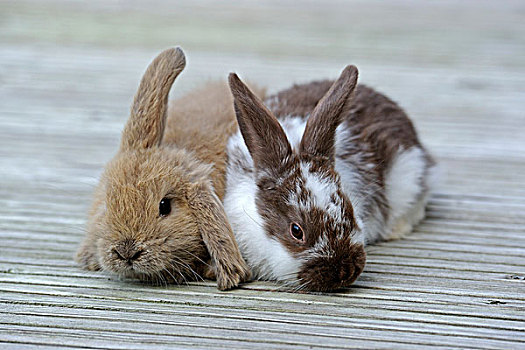 两个,年轻,生活,兔子,兔豚鼠属