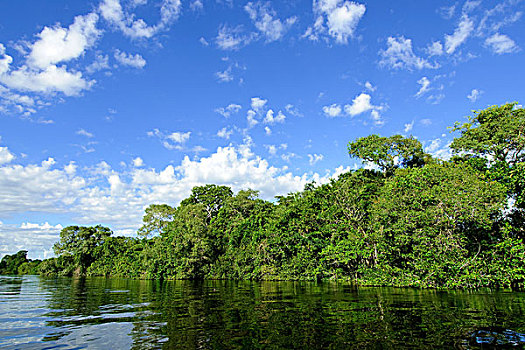 湿地,西南部,巴西,南美
