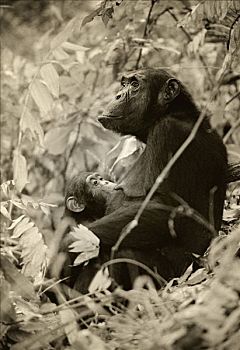 坦桑尼亚,雌性,黑猩猩,坐,幼仔