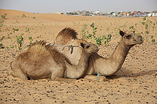 哺乳动物,骆驼