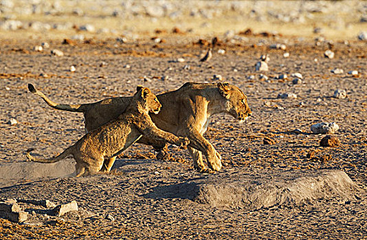 狮子,玩耍,女性,幼兽,埃托沙国家公园,纳米比亚,非洲
