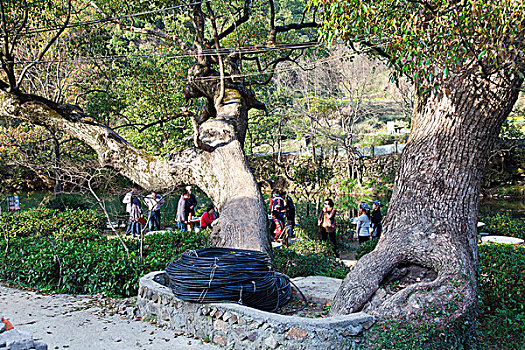 江西婺源,晓起,油菜花,徽派建筑,民居