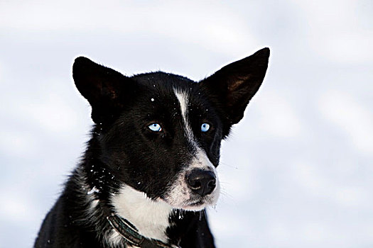 肖像,雪橇狗,雌性,阿拉斯加,哈士奇犬,蓝眼睛,育空地区,加拿大