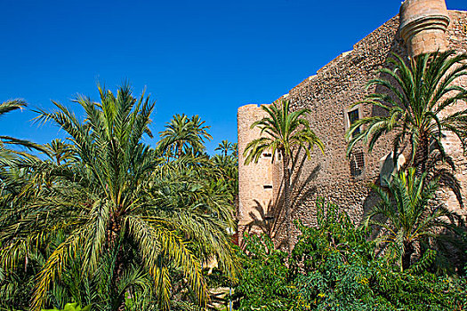 阿利坎特,棕榈树,公园,宫殿,西班牙