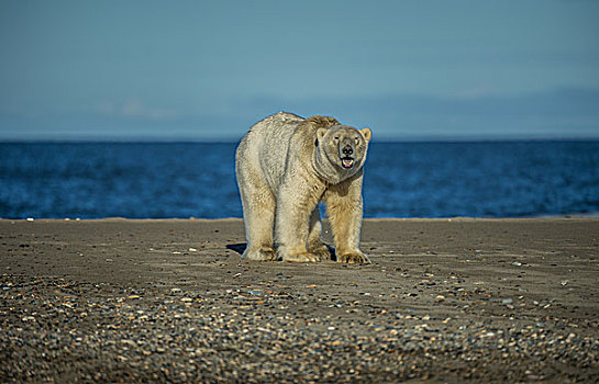 北极熊,砾石,岛屿,波弗特,海洋,阿拉斯加,美国
