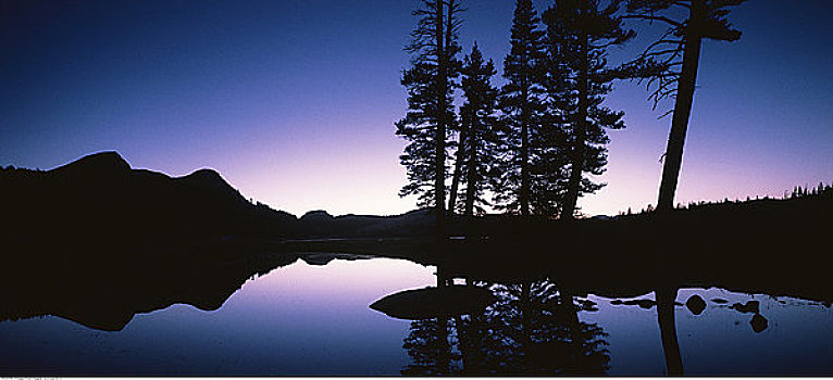 剪影,树,风景,黄昏,优胜美地国家公园