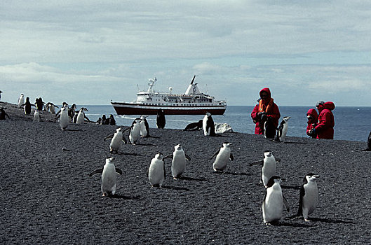 南极,欺骗,社会,探索者,帽带企鹅,游客
