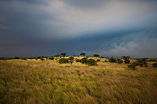 塞伦盖蒂,暗色,乌云,坦桑尼亚,非洲
